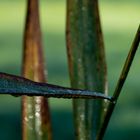 Schilf im Herbstkleid