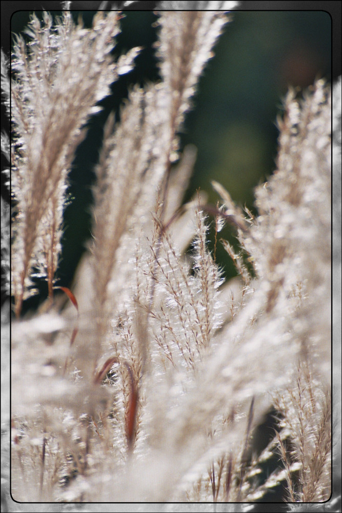 Schilf im Herbstlicht