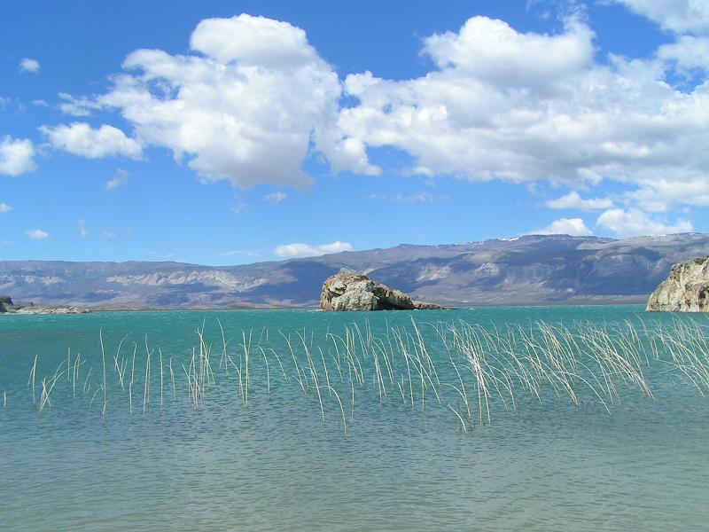 Schilf im Lago Posadas