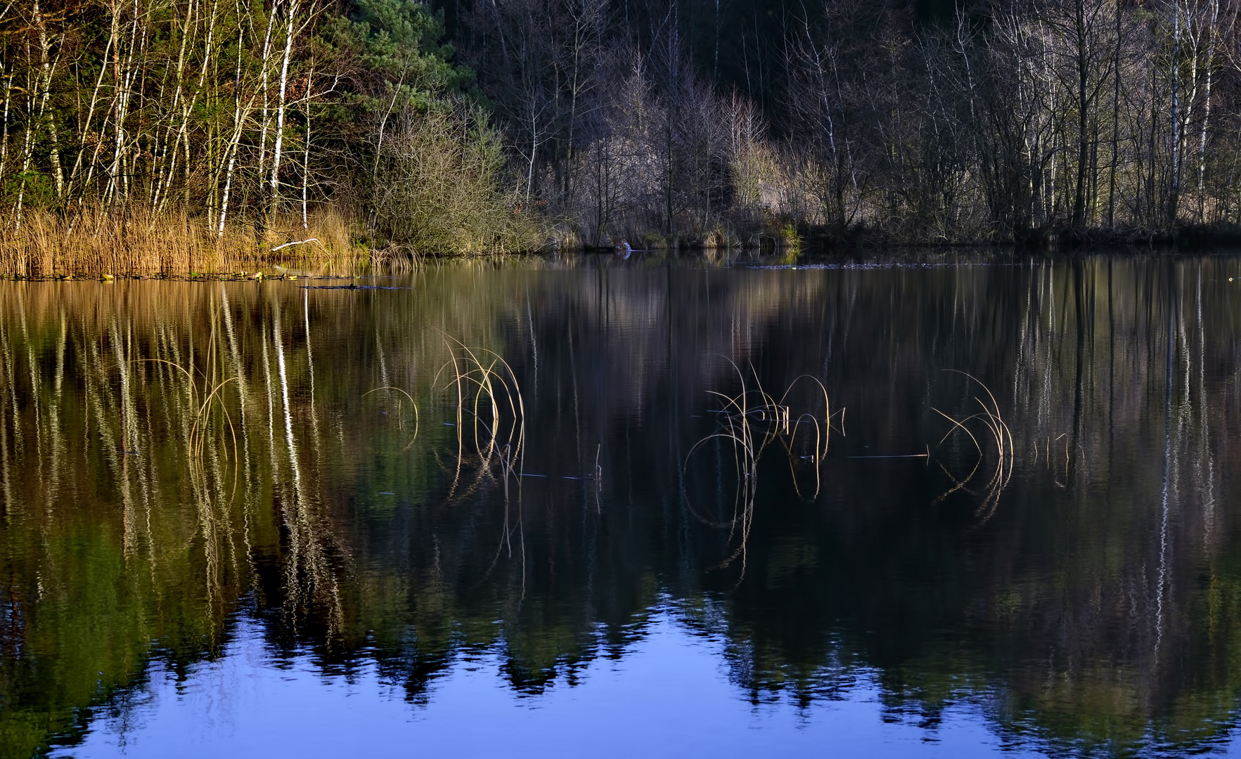 °Schilf im Licht°