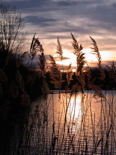 Schilf im Licht der untergehenden Sonne