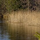 Schilf im Moosbergsee