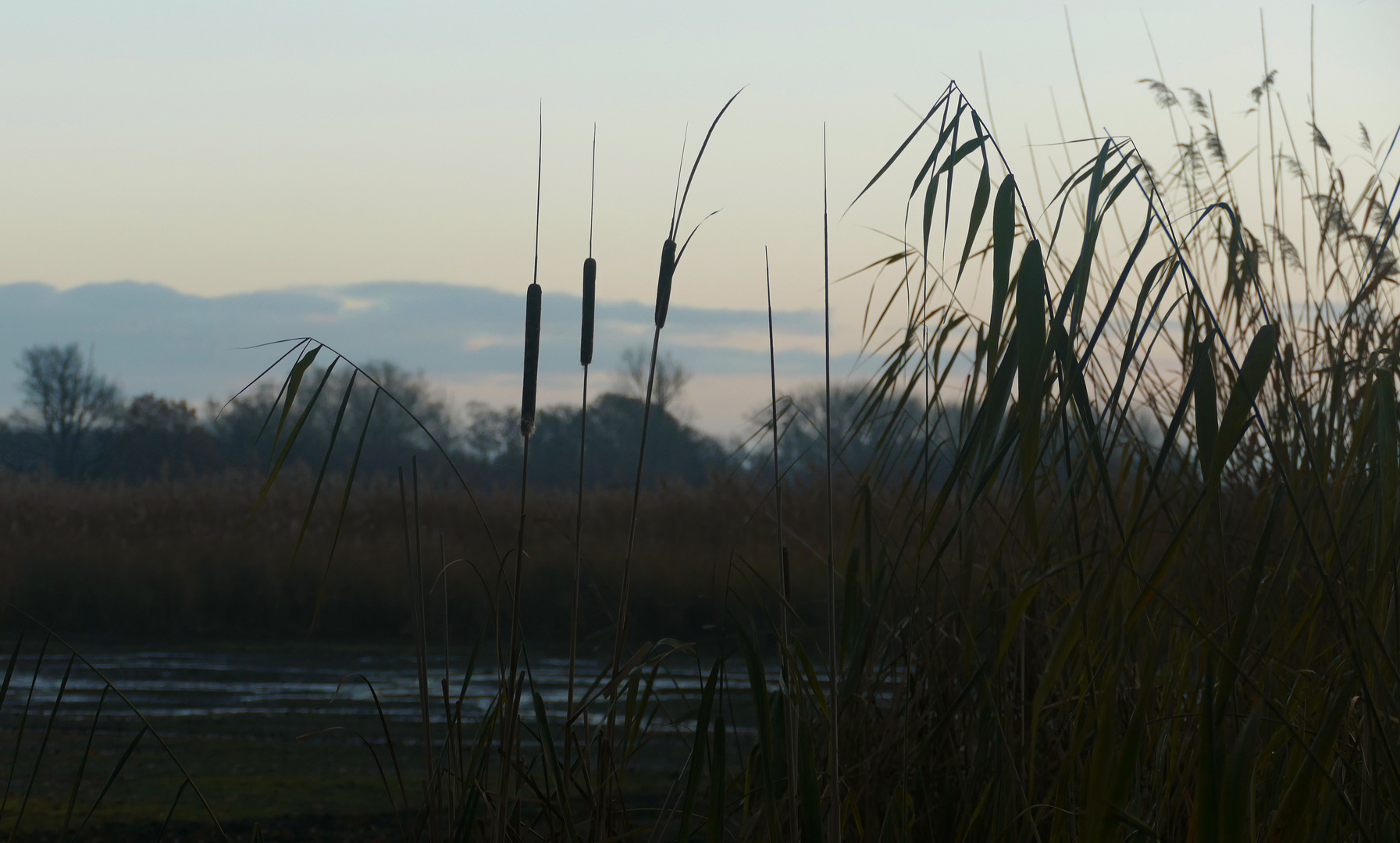 Schilf im Morgenlicht