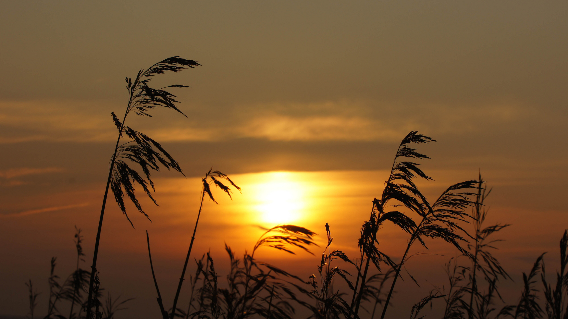 Schilf im Morgenlicht