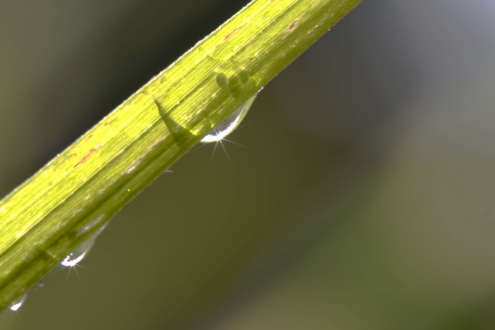 Schilf im Regen