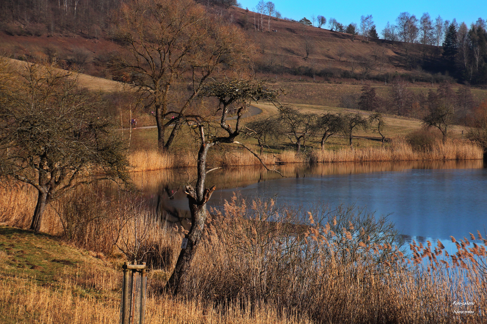 Schilf im Schalkenmehrer Maar in der Eifel