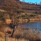 Schilf im Schalkenmehrer Maar in der Eifel