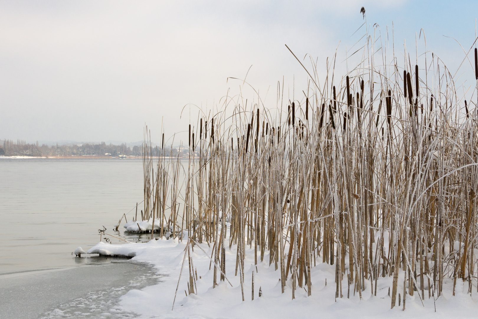 Schilf im Schnee