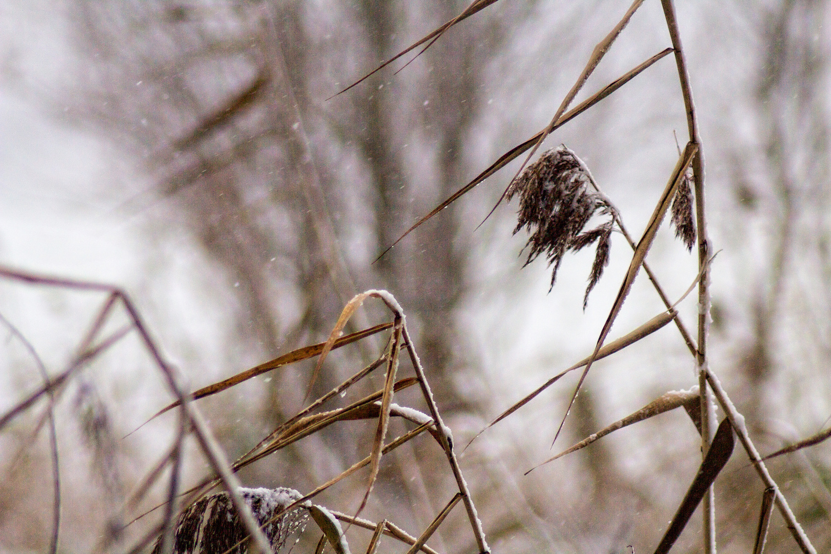 Schilf im Schnee