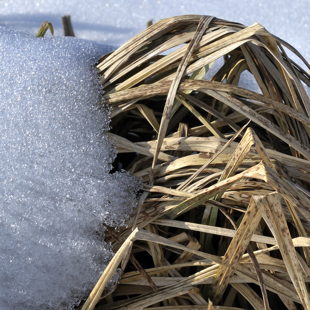 Schilf im Schnee