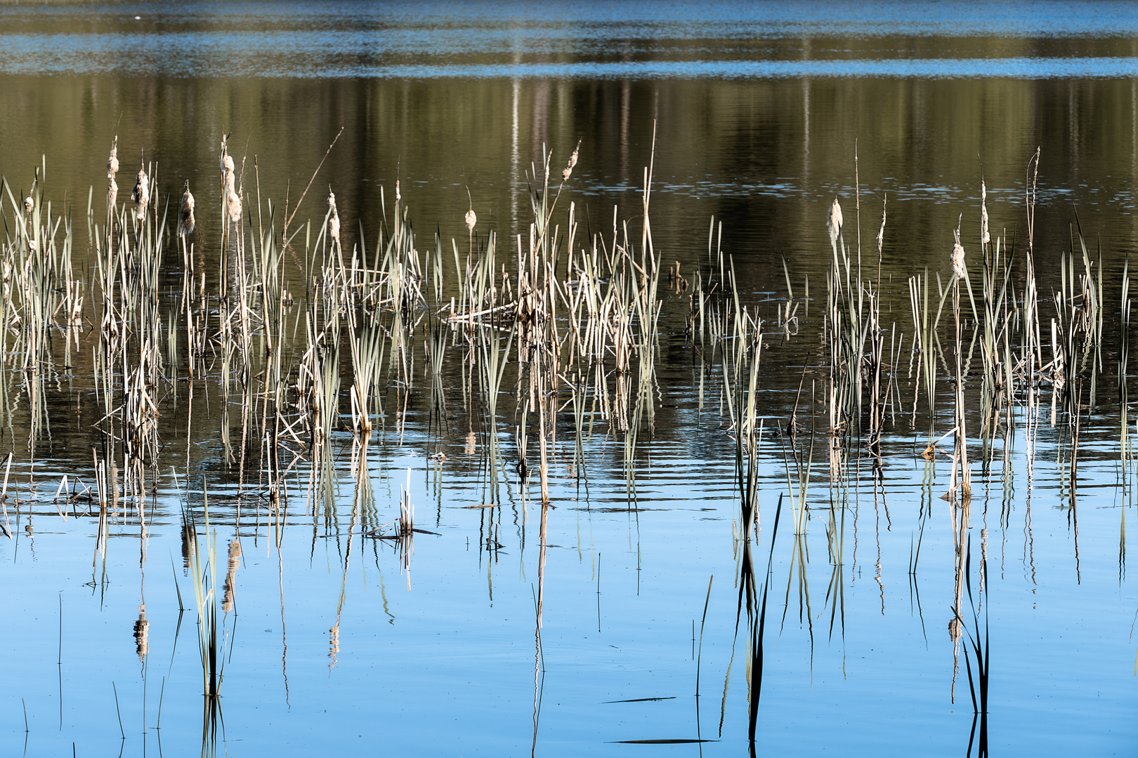 Schilf im See