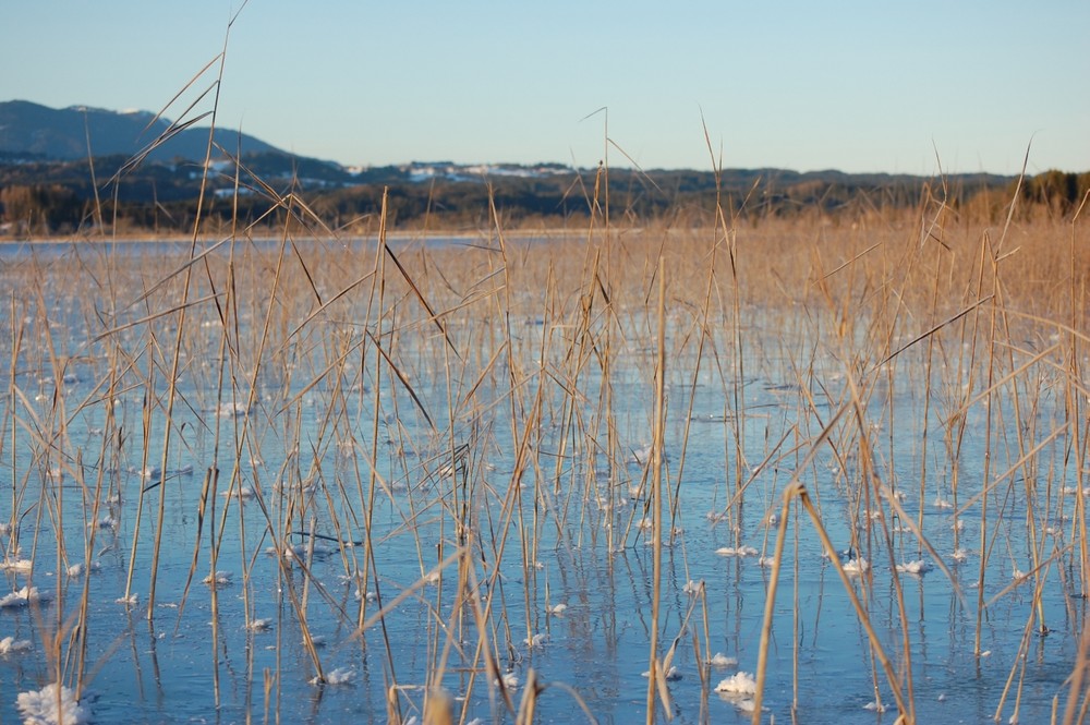 Schilf im See