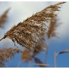 Schilf im Sonnenlicht