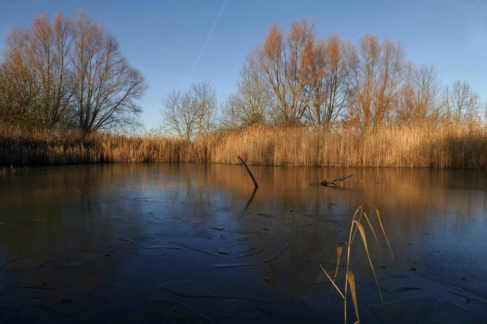 Schilf im Sonnenlicht