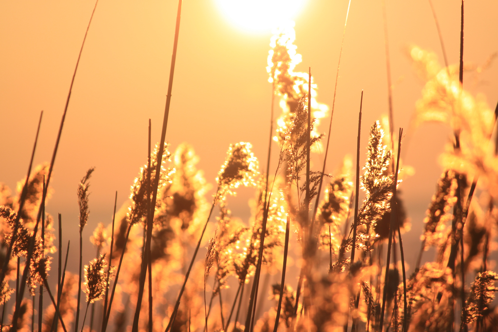 Schilf im Sonnenlicht