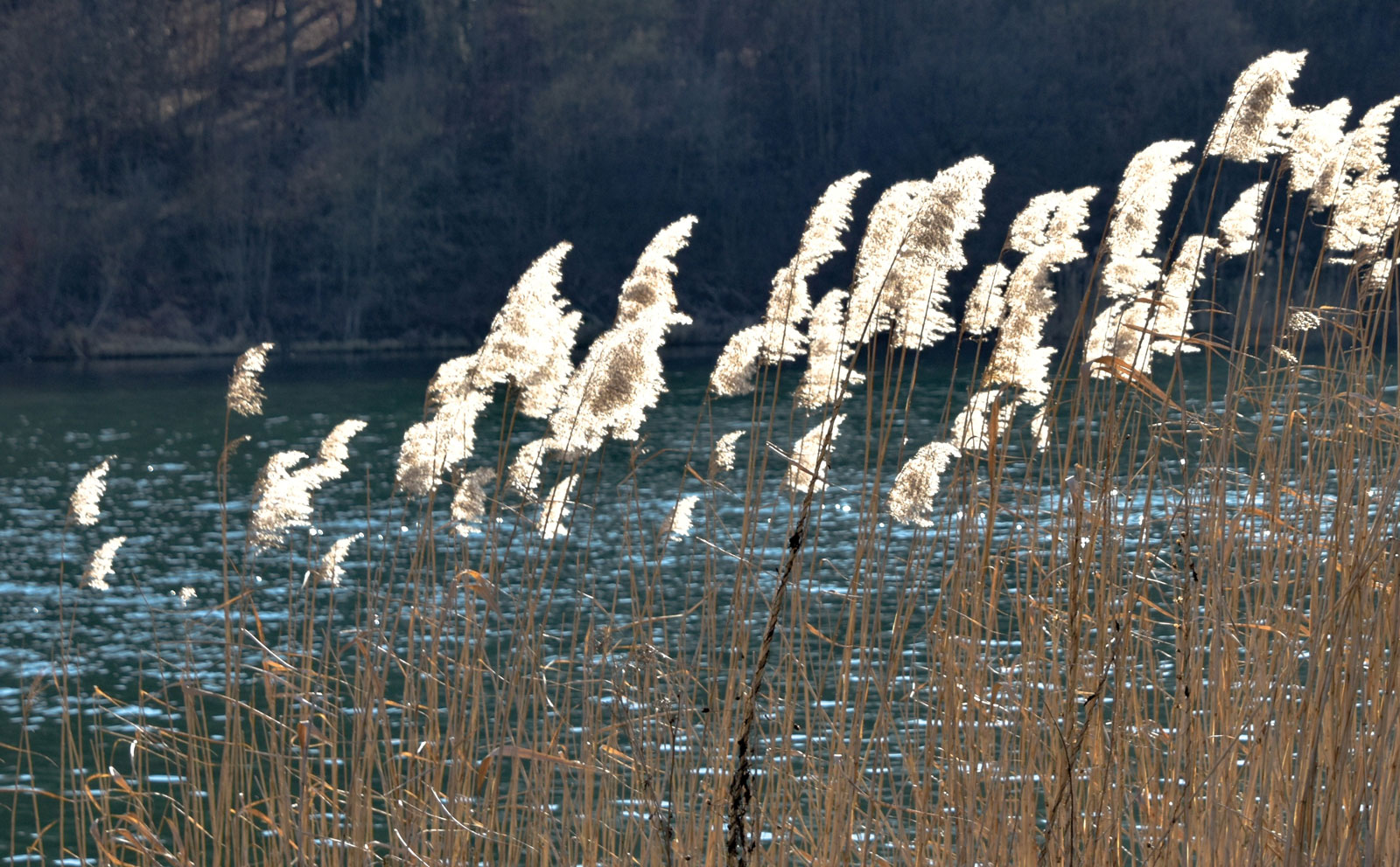 Schilf im Sonnenlicht