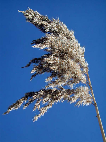 Schilf im Sonnenschein