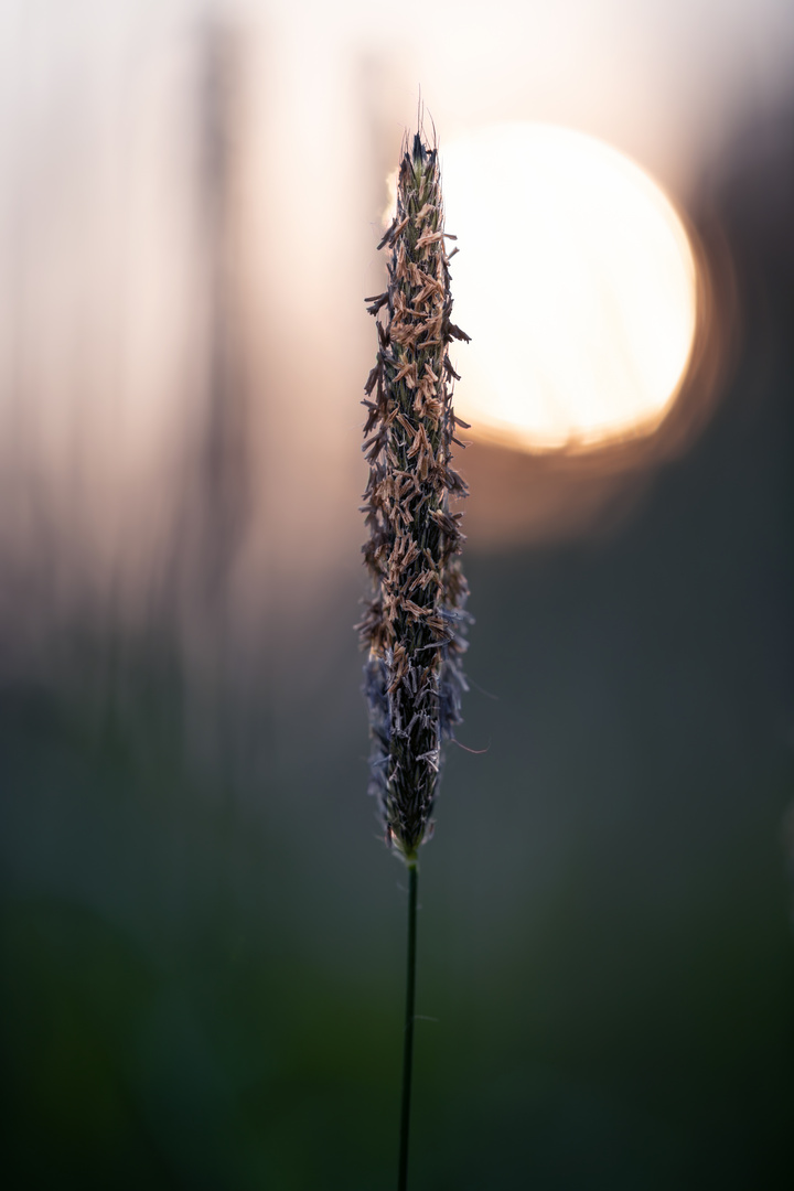 Schilf Im Sonnenuntergang