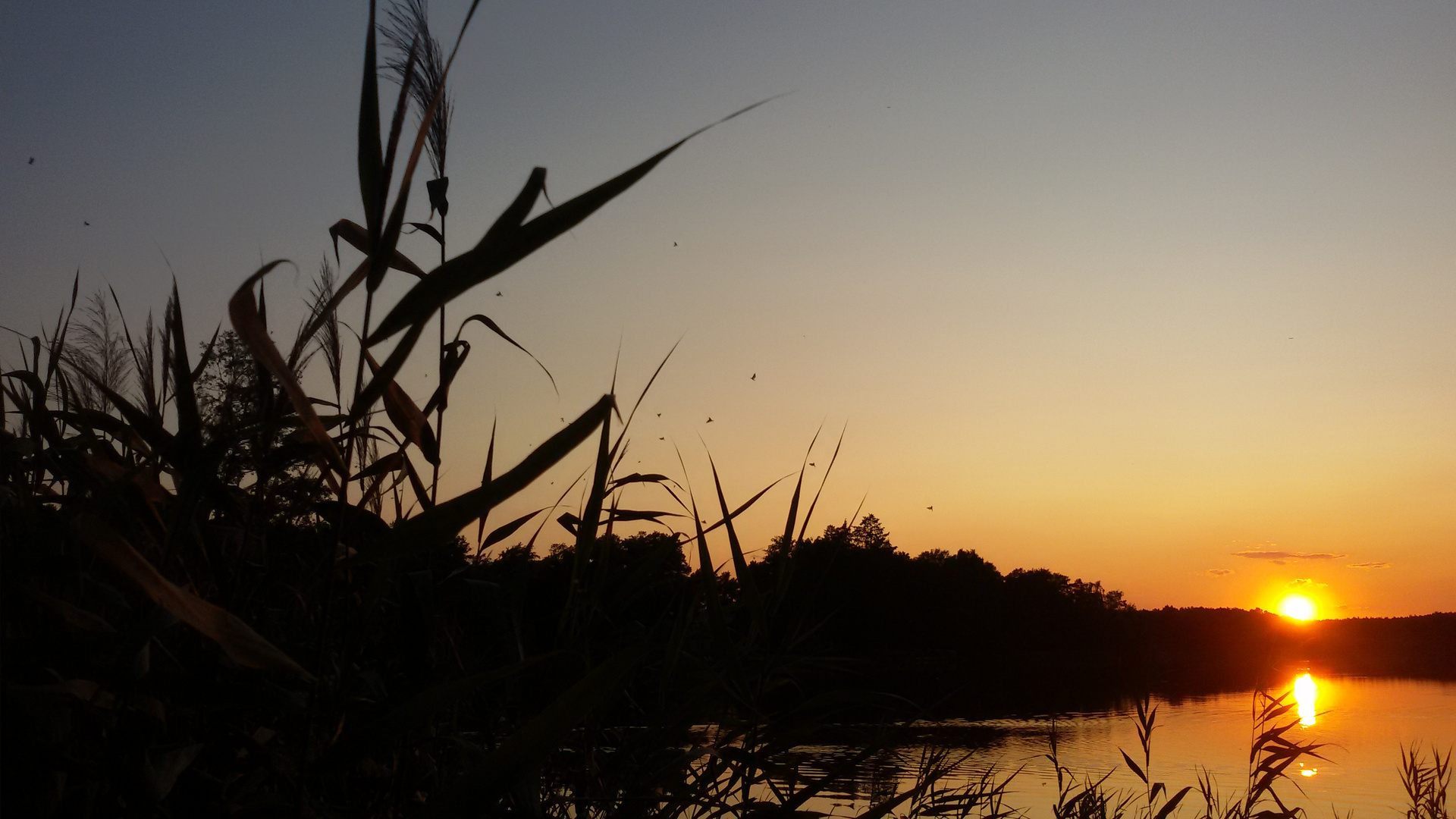 Schilf im Sonnenuntergang