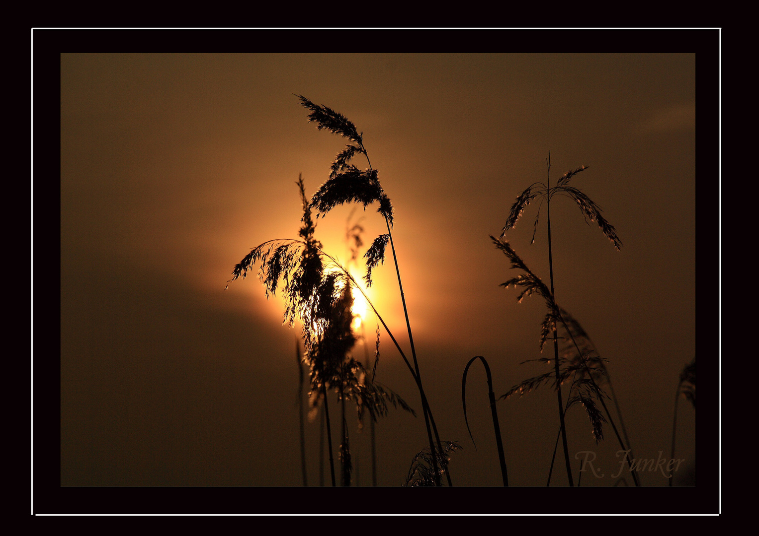 Schilf im Sonnenuntergang