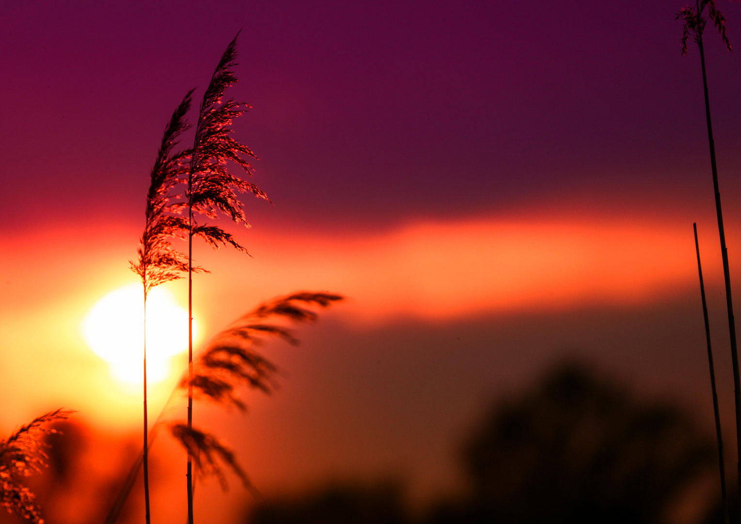 Schilf im Sonnenuntergang