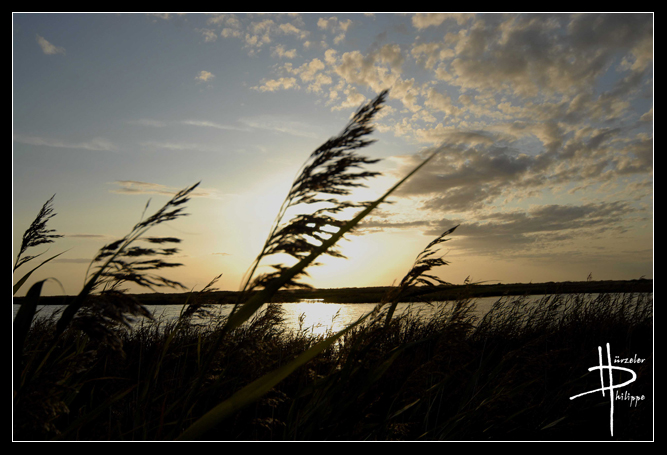 Schilf im Sonnenuntergang