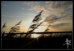 Schilf im Sonnenuntergang