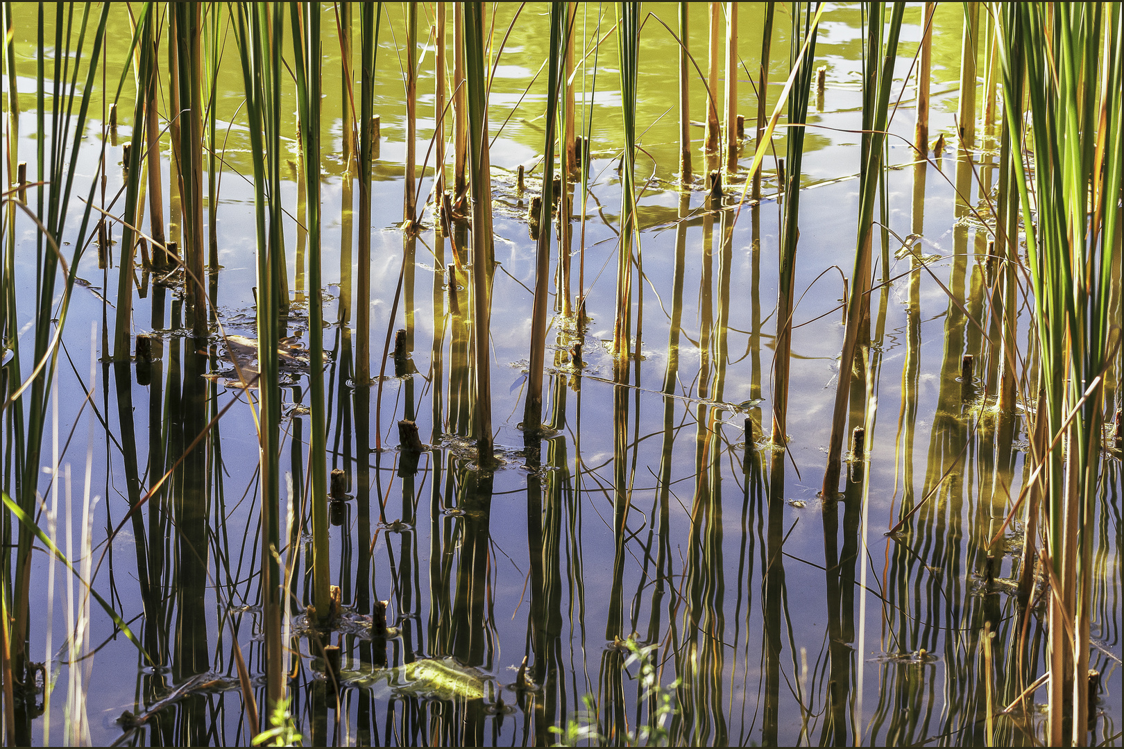 Schilf im Teich