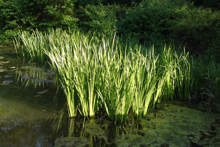 Schilf im Teich