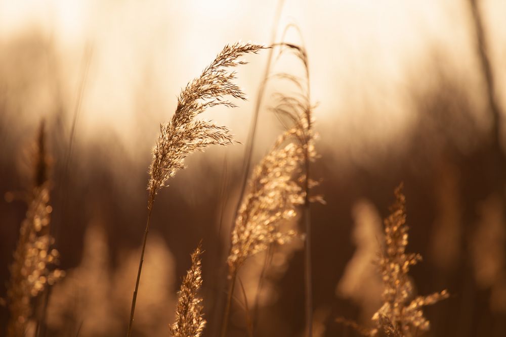 Schilf im warmen Licht