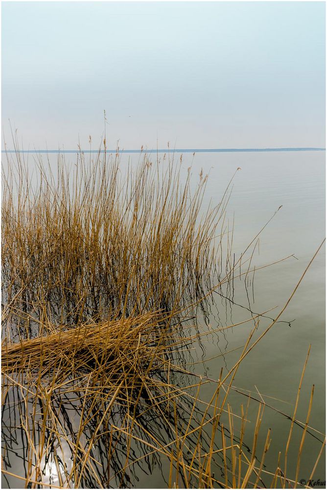 Schilf im Wasser