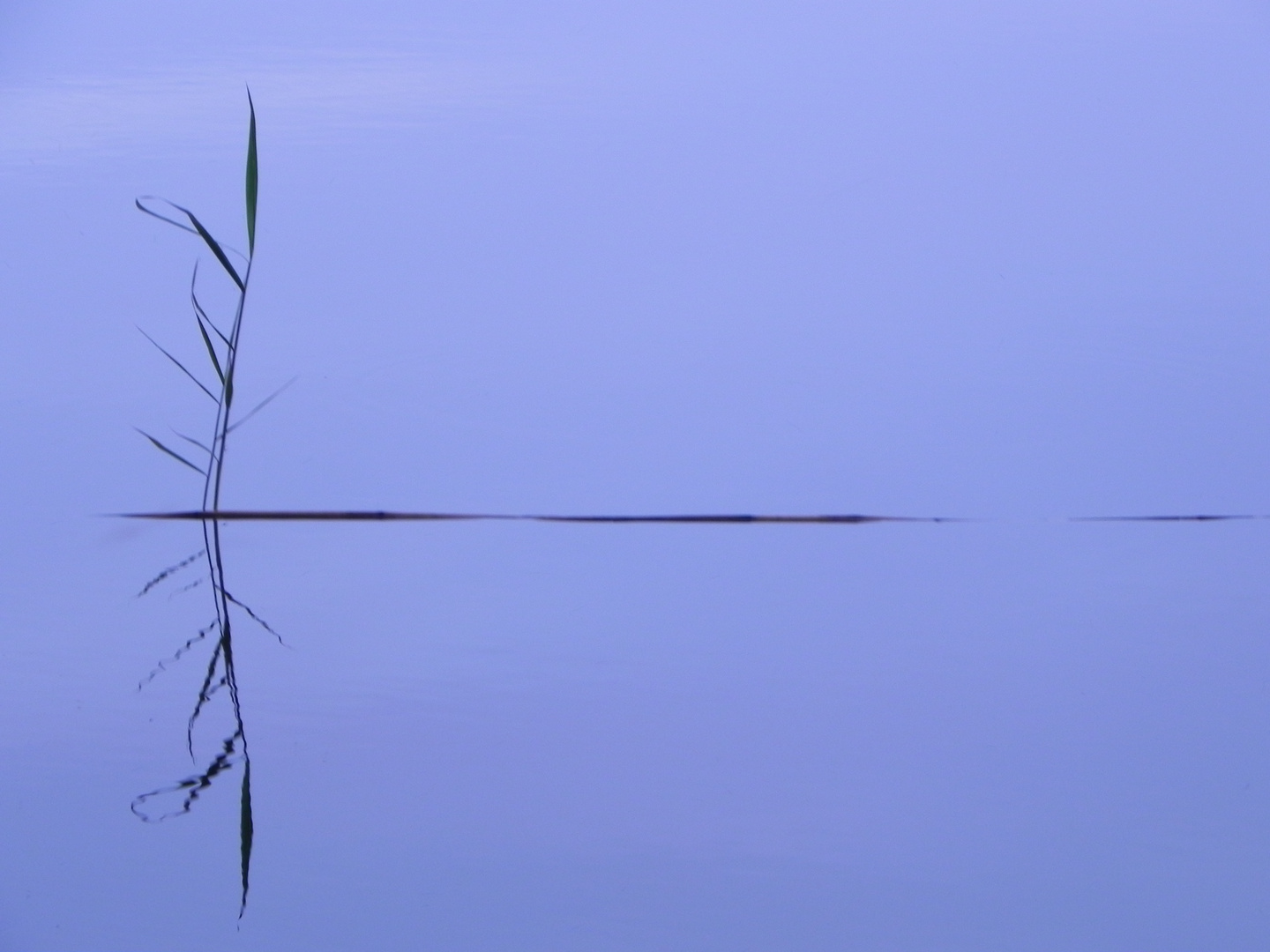 Schilf im Wasser von Anette Zaumseil