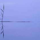 Schilf im Wasser von Anette Zaumseil