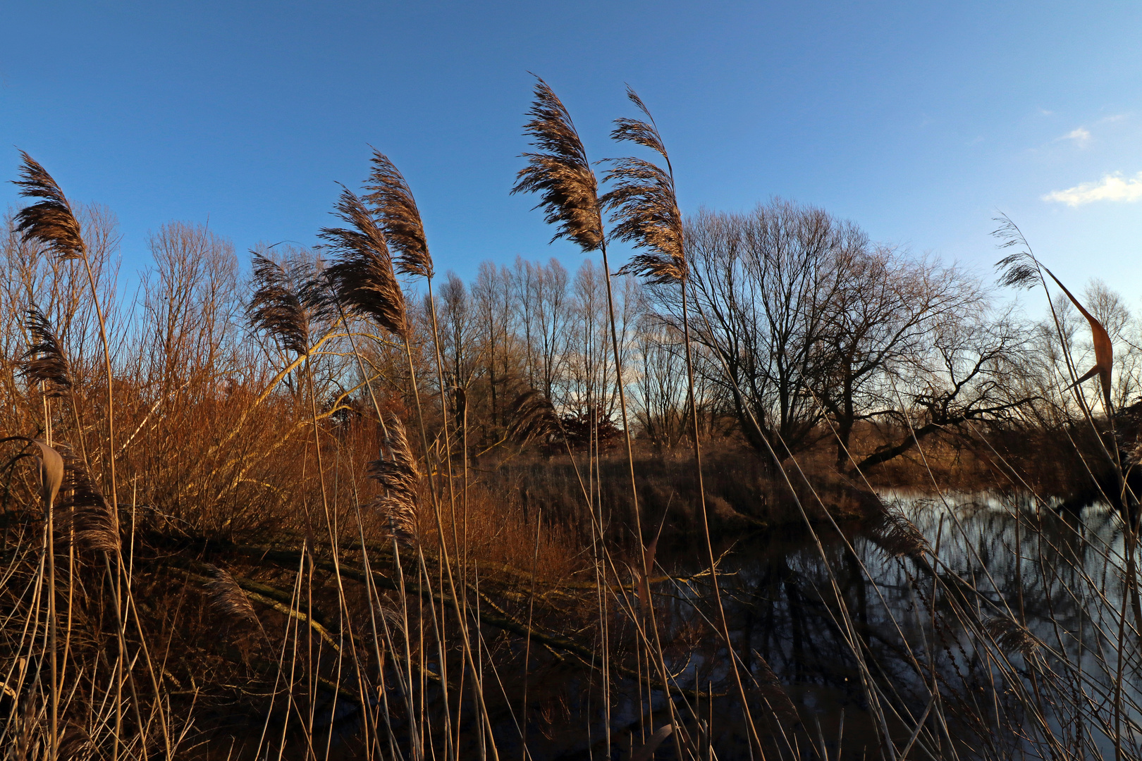 Schilf im Wind