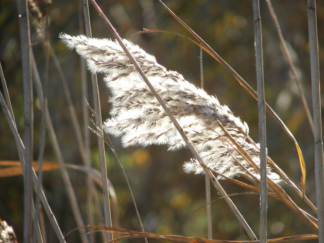 Schilf im Wind