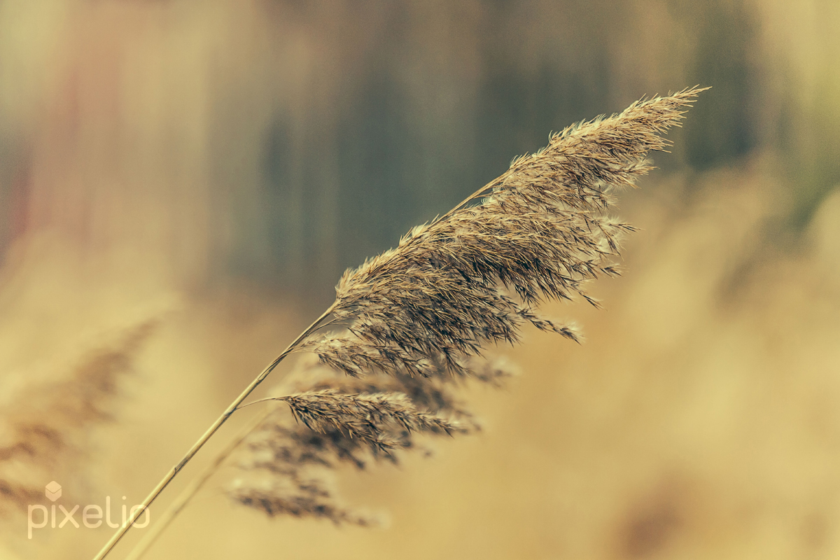 Schilf im Wind