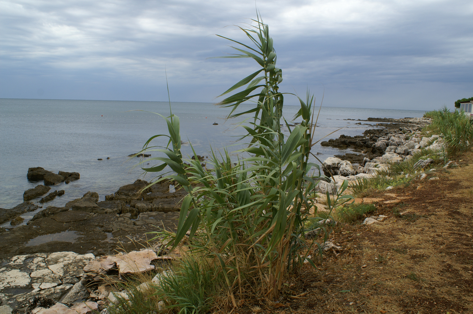 Schilf im Wind