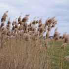 Schilf im Wind