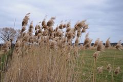 Schilf im Wind