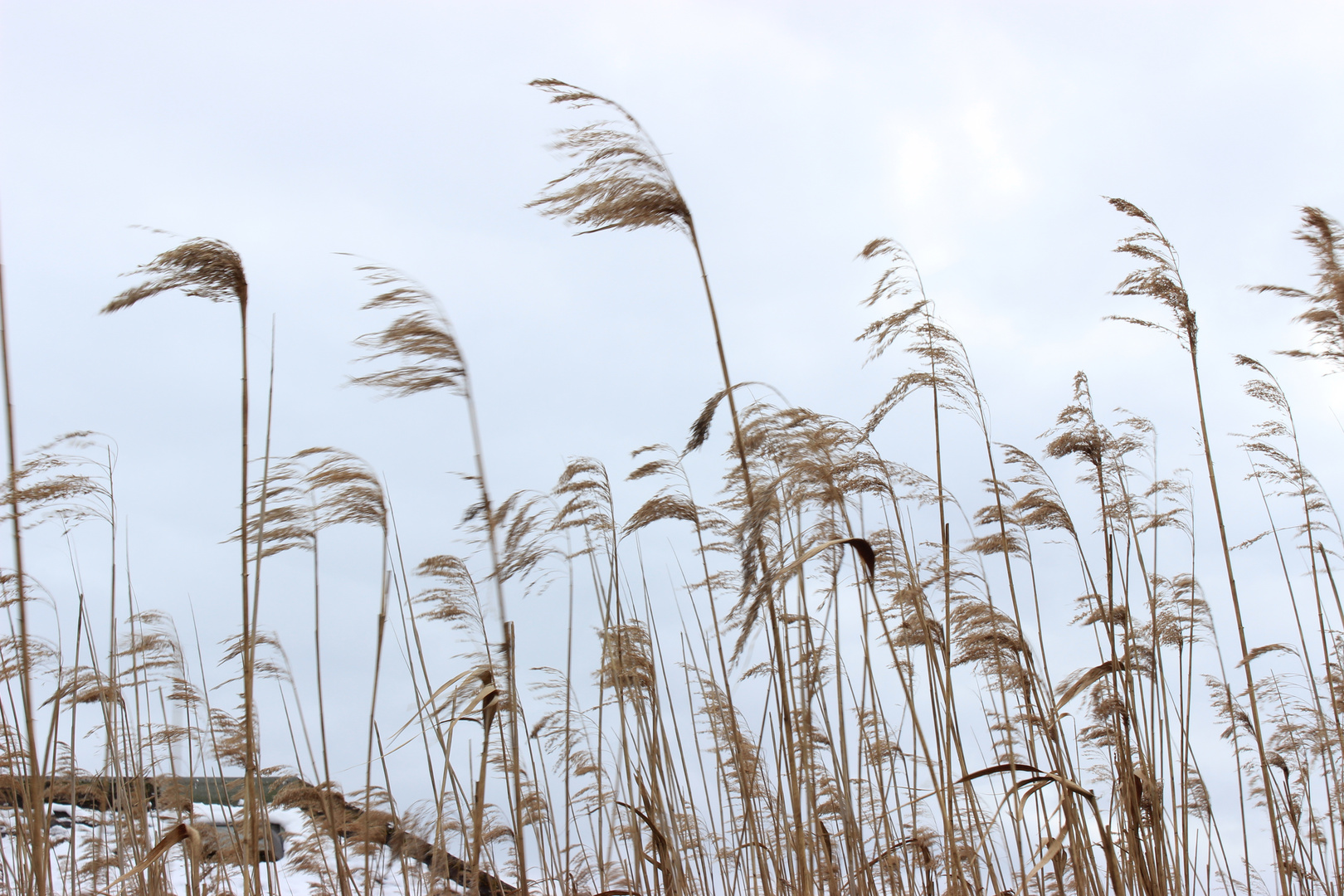 schilf  im Wind