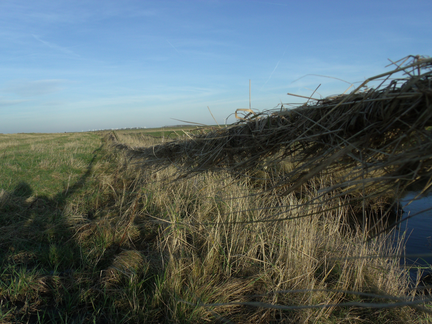 Schilf im Wind