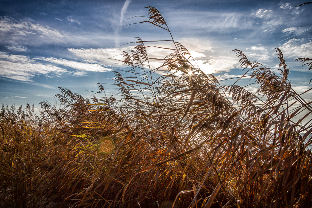 Schilf im Wind