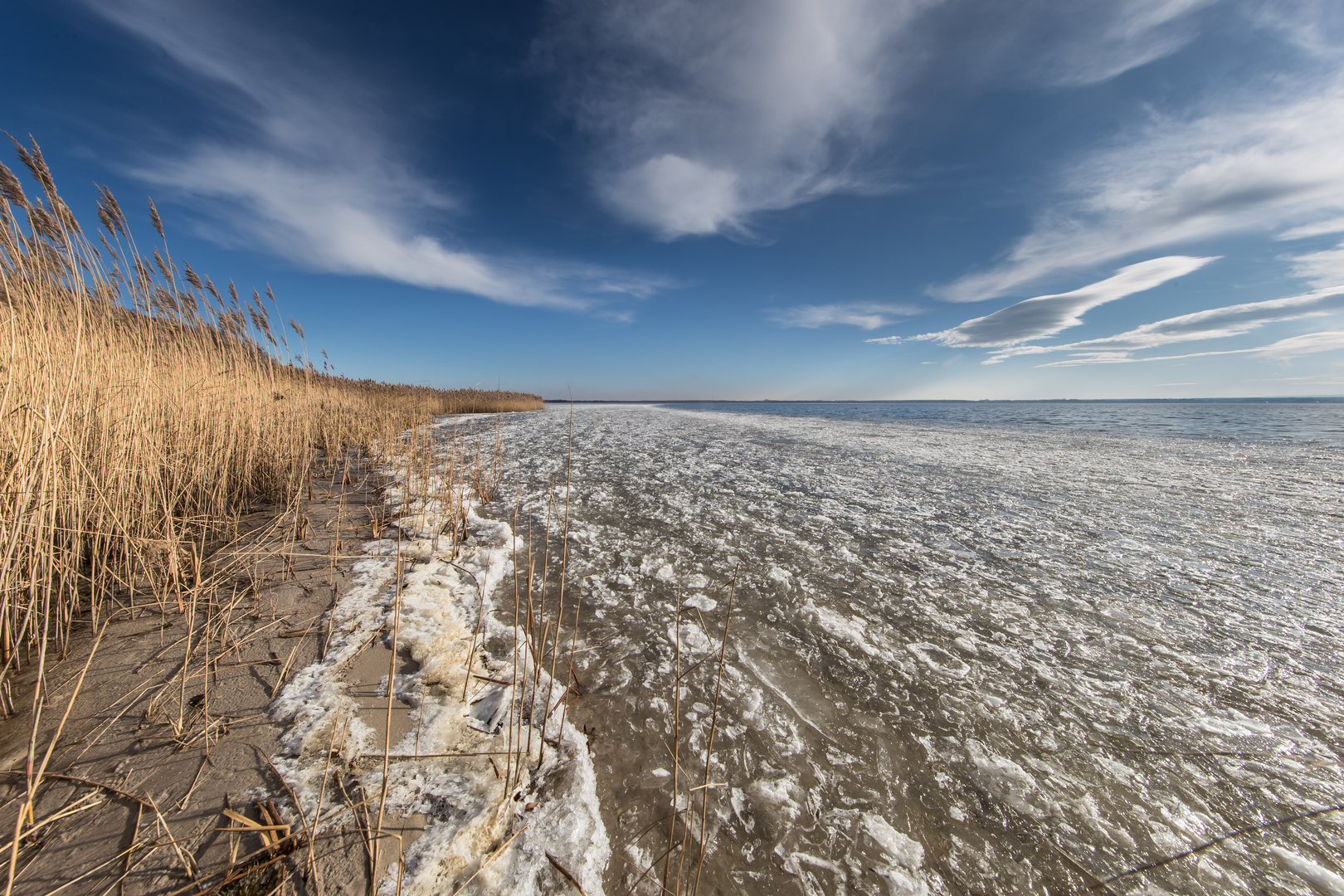 Schilf im Winter