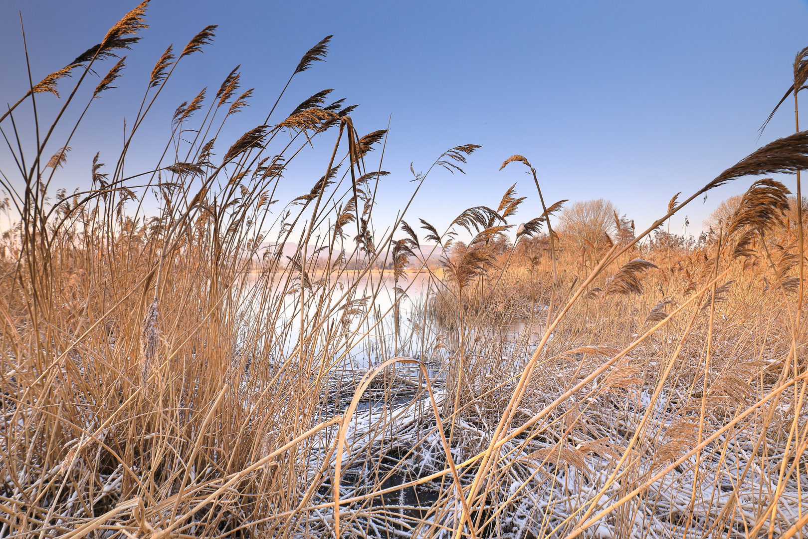 Schilf im Winter