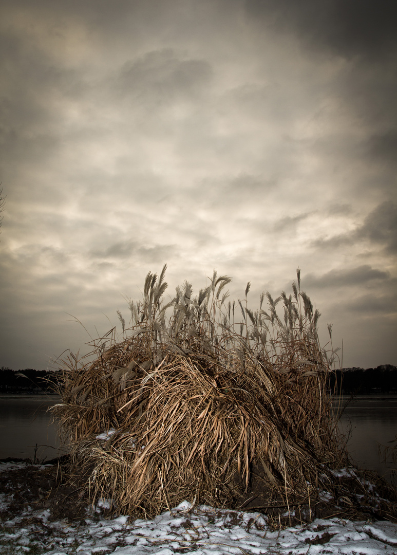 Schilf im Winter