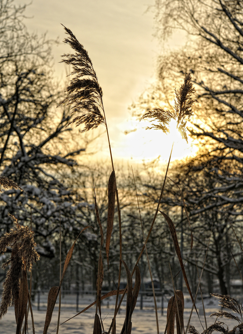 Schilf im Winter