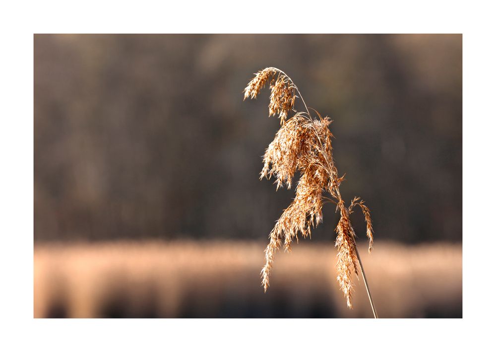 Schilf im Winter I