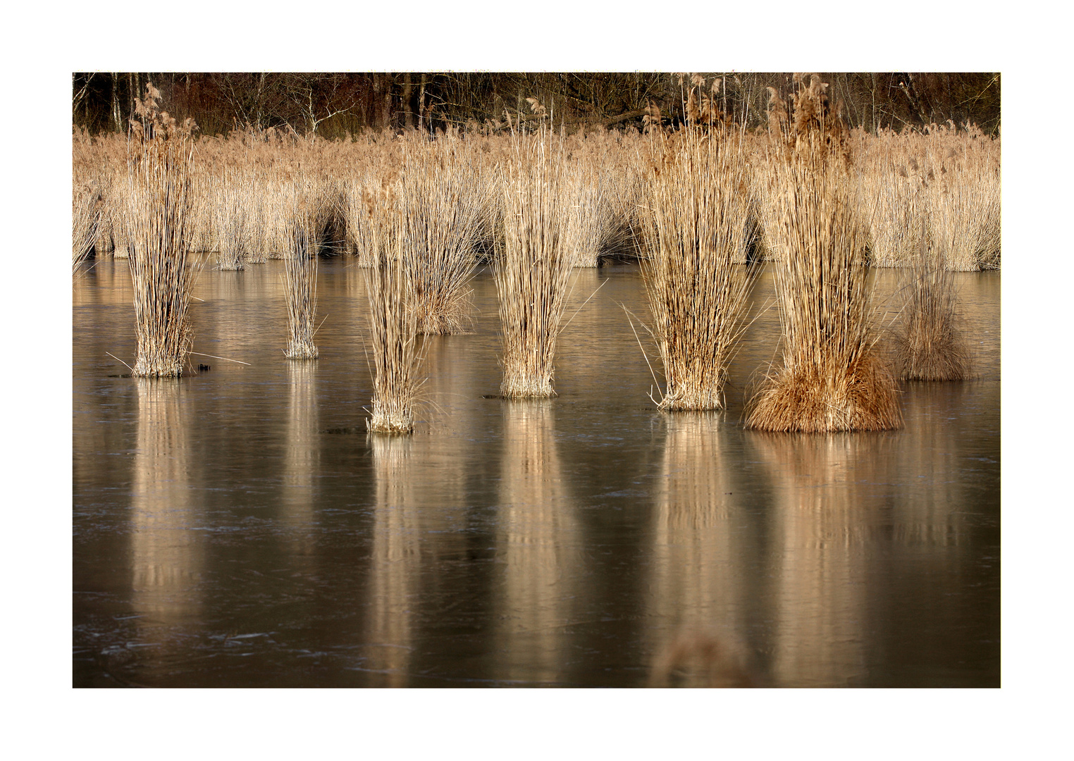 Schilf im Winter II