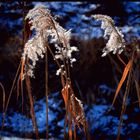 Schilf im Winter Vorder Altrhein