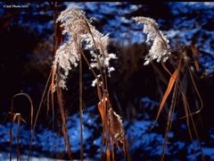 Schilf im Winter Vorder Altrhein